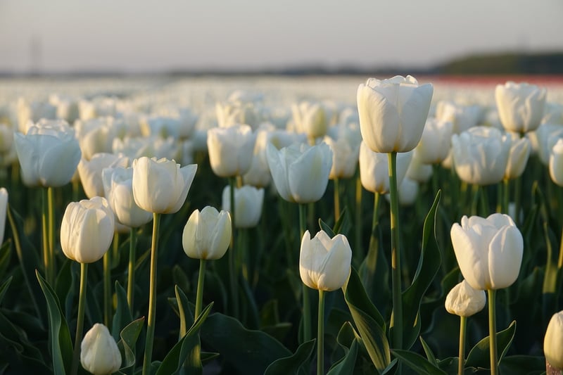 Tulips in a garden